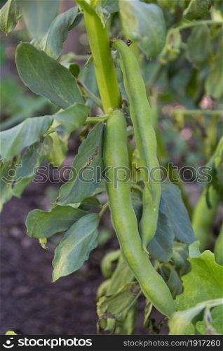 green broad bean pods on the vegetable garden plant. silver beans grown in the organic garden