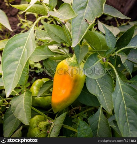Green bulgarian pepper grows on plant in garden