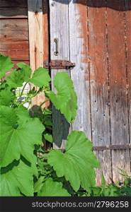 green burdock near old wooden door