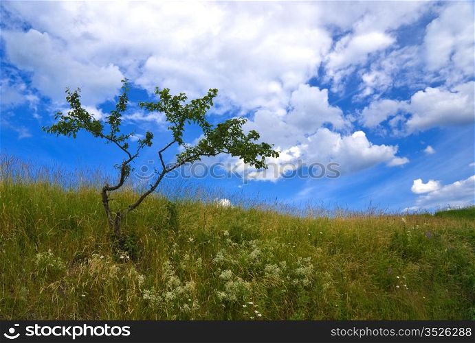 green bush against the blue sky with snowhite clouds