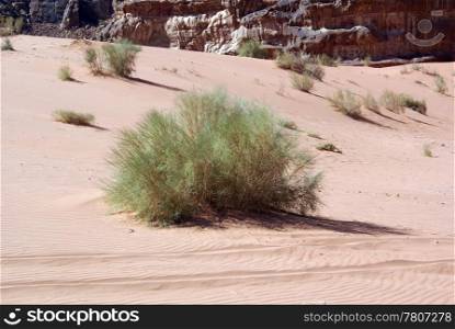 Green bush and red sand in desert Wadi Run, Jordan