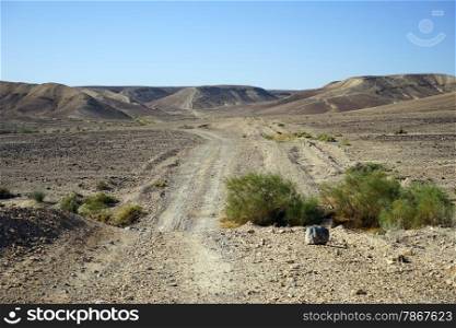 Green bush and track in Negev desert, Israel