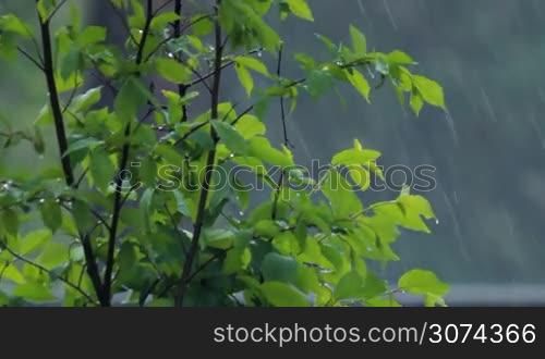 green bush under heavy rain