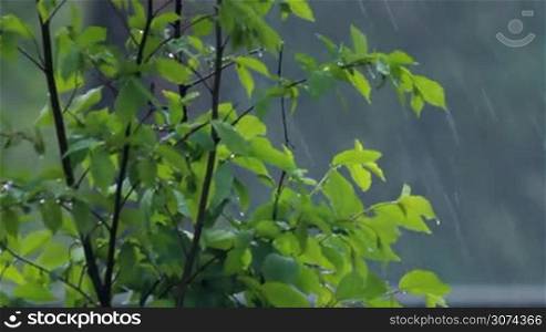 green bush under heavy rain