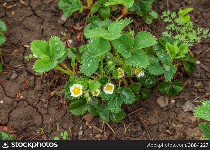 green bush with flowers strawberries in droplets. background outdoors