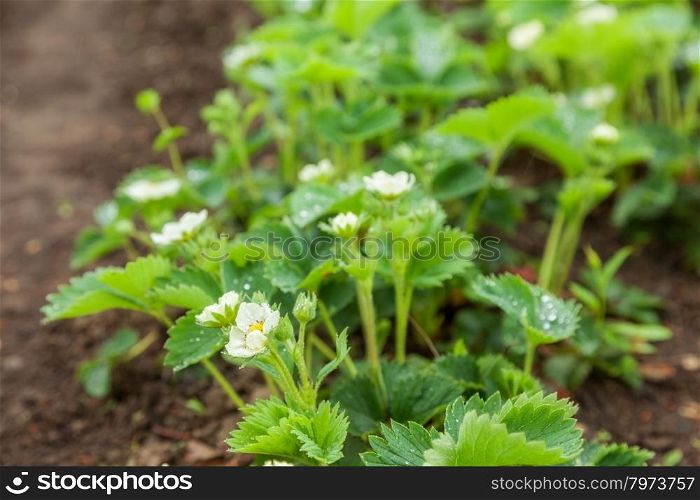 green bush with flowers strawberries in droplets. background outdoors