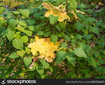 Green bush with maple leaves lying on it
