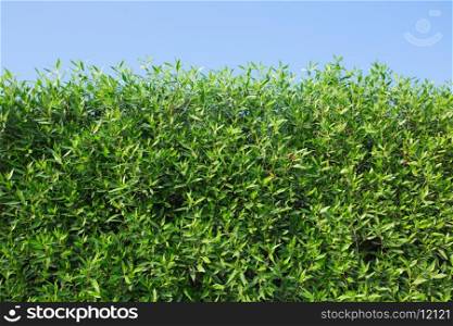 green bushes