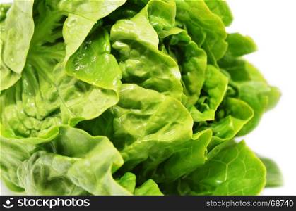 Green butter head lettuce isolated on white