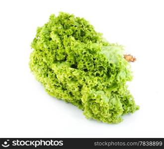 Green butter Lettuce isolated on white background