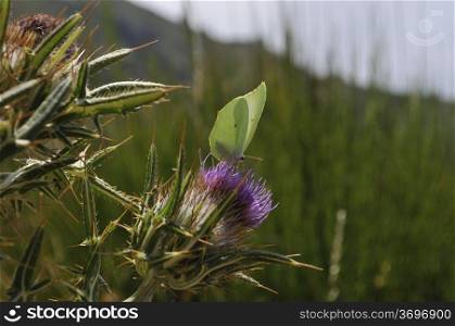 green butterfly eating a thistle