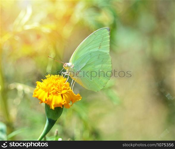 Green butterfly feeding on yellow flower marigold in the garden nature background
