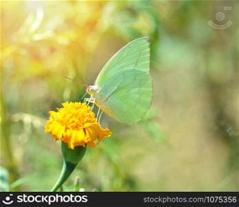 Green butterfly feeding on yellow flower marigold in the garden nature background