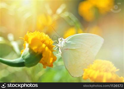 Green butterfly feeding on yellow marigold flower in the garden spring nature background