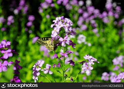 Green butterfly flying over summer mountains meadow