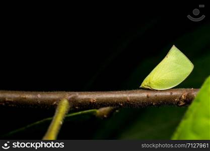 Green butterfly on green leaves.