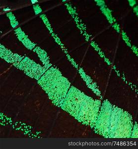 Green butterfly wing, nature pattern texture background
