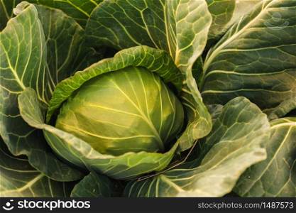 Green cabbage head closeup in nature on field. Agriculture concept background. Green cabbage head closeup in nature on field.