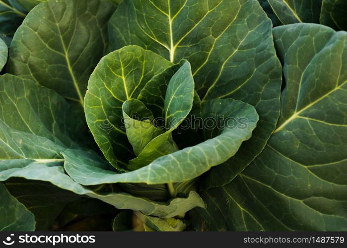 Green cabbage head closeup in nature on field. Agriculture concept background. Green cabbage head closeup in nature on field.