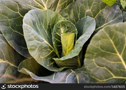 Green cabbage head closeup in nature on field. Agriculture concept background. Green cabbage head closeup in nature on field.