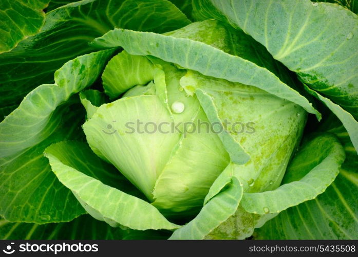 Green cabbage&rsquo;s head with leafs with early dew. Close up