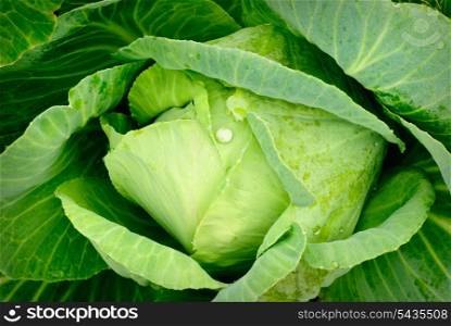 Green cabbage&rsquo;s head with leafs with early dew. Close up