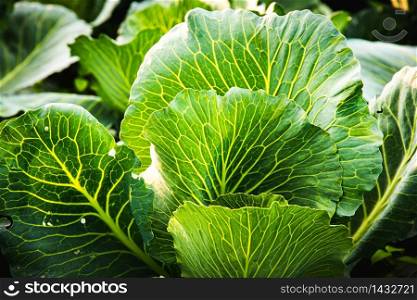 Green cabbages headd grow on field. Closeup. Green cabbages headd grow on field.