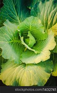 Green cabbages headd grow on field. Closeup, vertical photo. Green cabbages head grow on field. Closeup