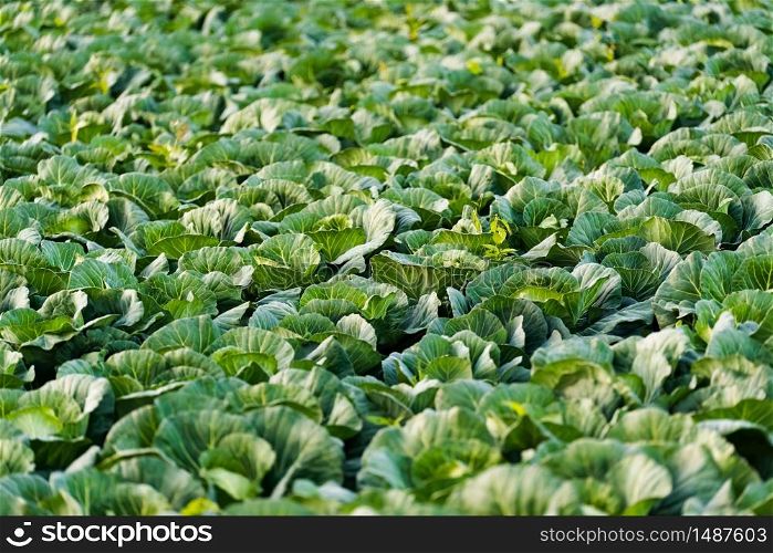 Green cabbages heads in line grow on a field. Agriculture concept. Green cabbages heads in line grow on a field.