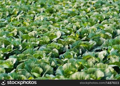 Green cabbages heads in line grow on a field. Agriculture concept. Green cabbages heads in line grow on a field.