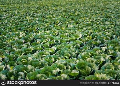 Green cabbages heads in line grow on a field. Agriculture concept. Green cabbages heads in line grow on field.