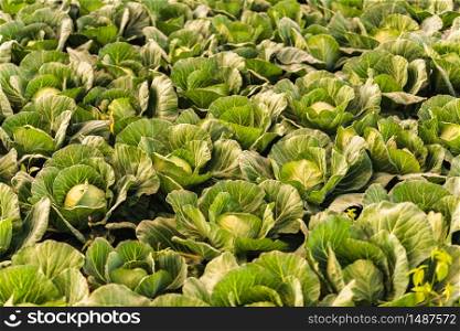 Green cabbages heads in line grow on a field. Agriculture concept. cabage field