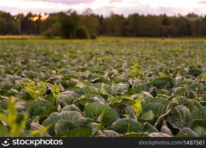 Green cabbages heads in line grow on a field. Agriculture concept. Selective focus. Green cabbages heads in line grow on field.