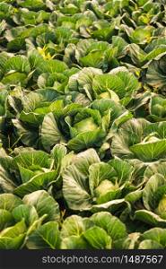 Green cabbages heads in line grow on a field. Agriculture concept. V. Green cabbages heads in line grow on field.