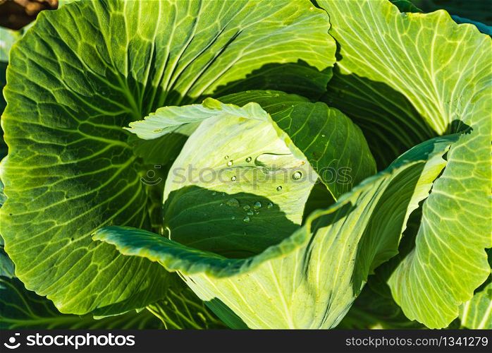 Green cabbages heads in line grow on field. Agriculture concept.. Green cabbages heads in line grow on field.