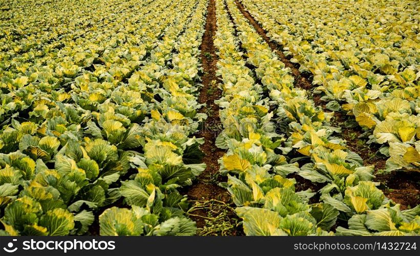 Green cabbages heads in line grow on field. Agriculture concept.. Green cabbages heads in line grow on field.