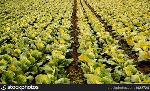 Green cabbages heads in line grow on field. Agriculture concept.. Green cabbages heads in line grow on field.