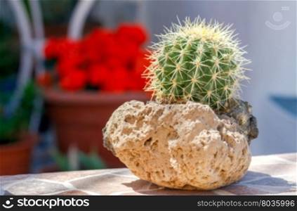 Green cactus closeup.. Cactus in a pot of volcanic pumice.