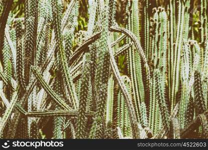 Green Cactus Fields In Summer