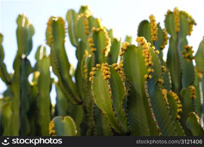 Green Cactus Plant at the botanical garden