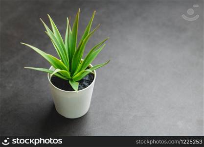 Green cactus plant in white pot on dark stone backgorund. Green cactus plant