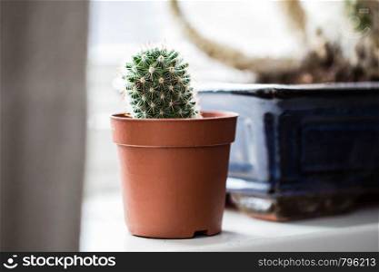 Green cactus, succulents on the windowsill with light soft background. Spring or summer greeting card. Home plants on the windowsill cute. Green cactus, succulents on the windowsill with light soft background. Spring or summer greeting card. Home plants on the windowsill
