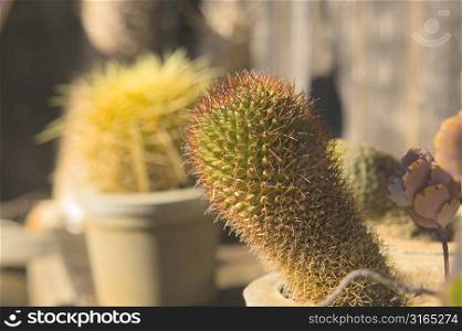 Green Cactus with Red Spines