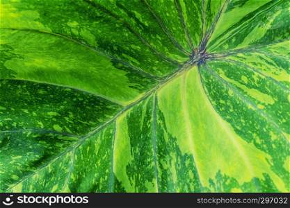 Green caladium leaf texture background. Fresh nature backdrop. Abstract pattern in nature.