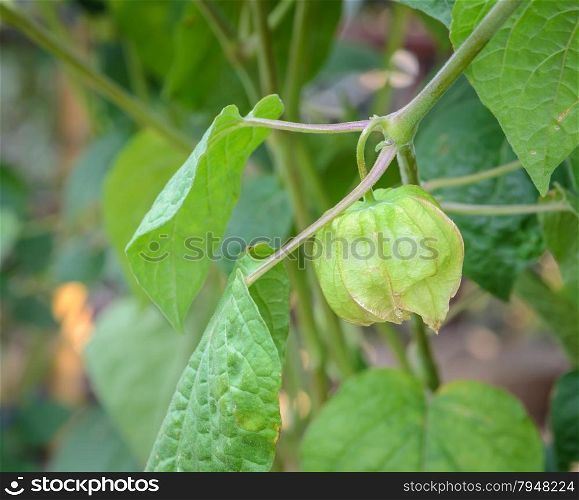 Green calyx of Cape gooseberry (Physalis peruviana) plant