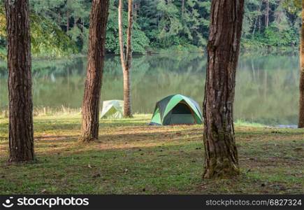 Green camping tents in pine tree forest near lake at Pang Oung national park in Mae Hong Son, Thailand