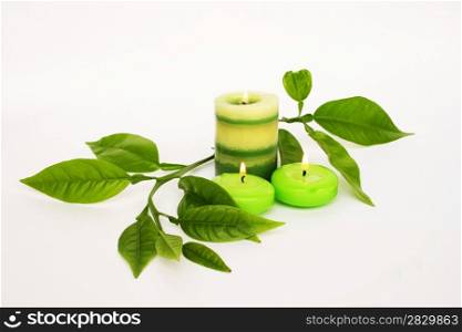 Green candles, leaves isolated on gray background.