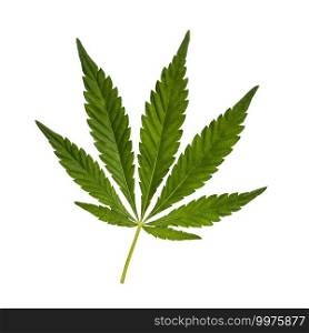 Green Cannabis leaf isolated on white. Hemp leaf cutout close up. Marijuana drugs is produced from Cannabis leaf.. Green Cannabis leaf isolated on white. Hemp leaf cutout close up. Marijuana drugs is produced from Cannabis leaf