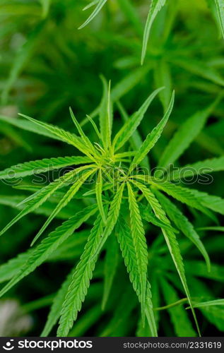 Green cannabis leaves for medicinal or culinary purposes