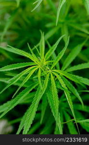 Green cannabis leaves for medicinal or culinary purposes